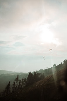 Paragliders are soaring through the sky above a mountainous landscape with a hazy early morning or late afternoon sun creating a soft, diffused light. The foreground features towering pine trees and rolling hills, while a dirt path winds its way along the slope.