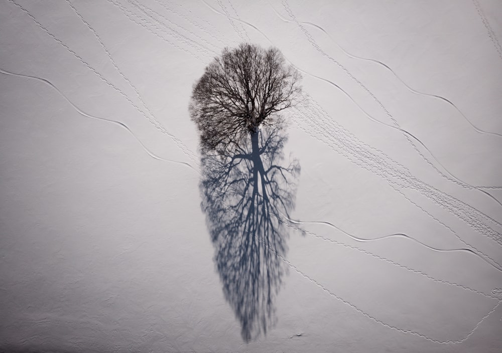 a lone tree casts a shadow on the snow