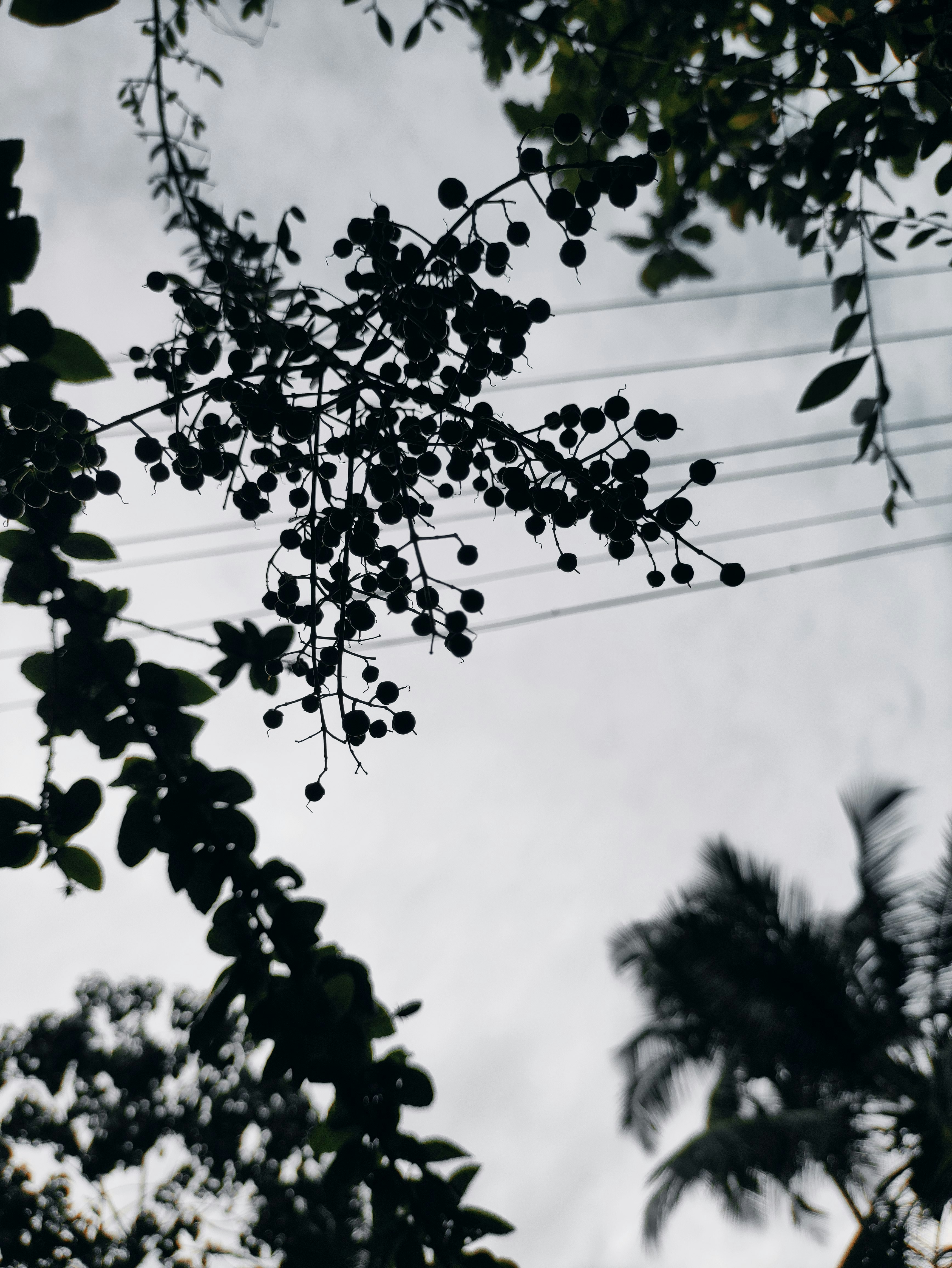 a bunch of black berries hanging from a tree
