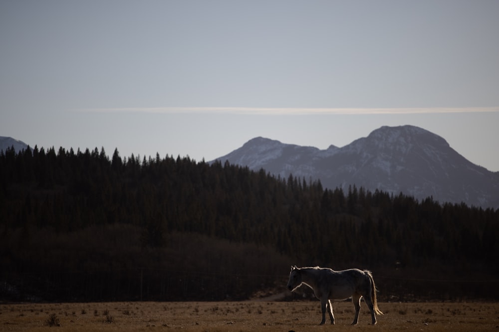 Un caballo parado en un campo con montañas al fondo