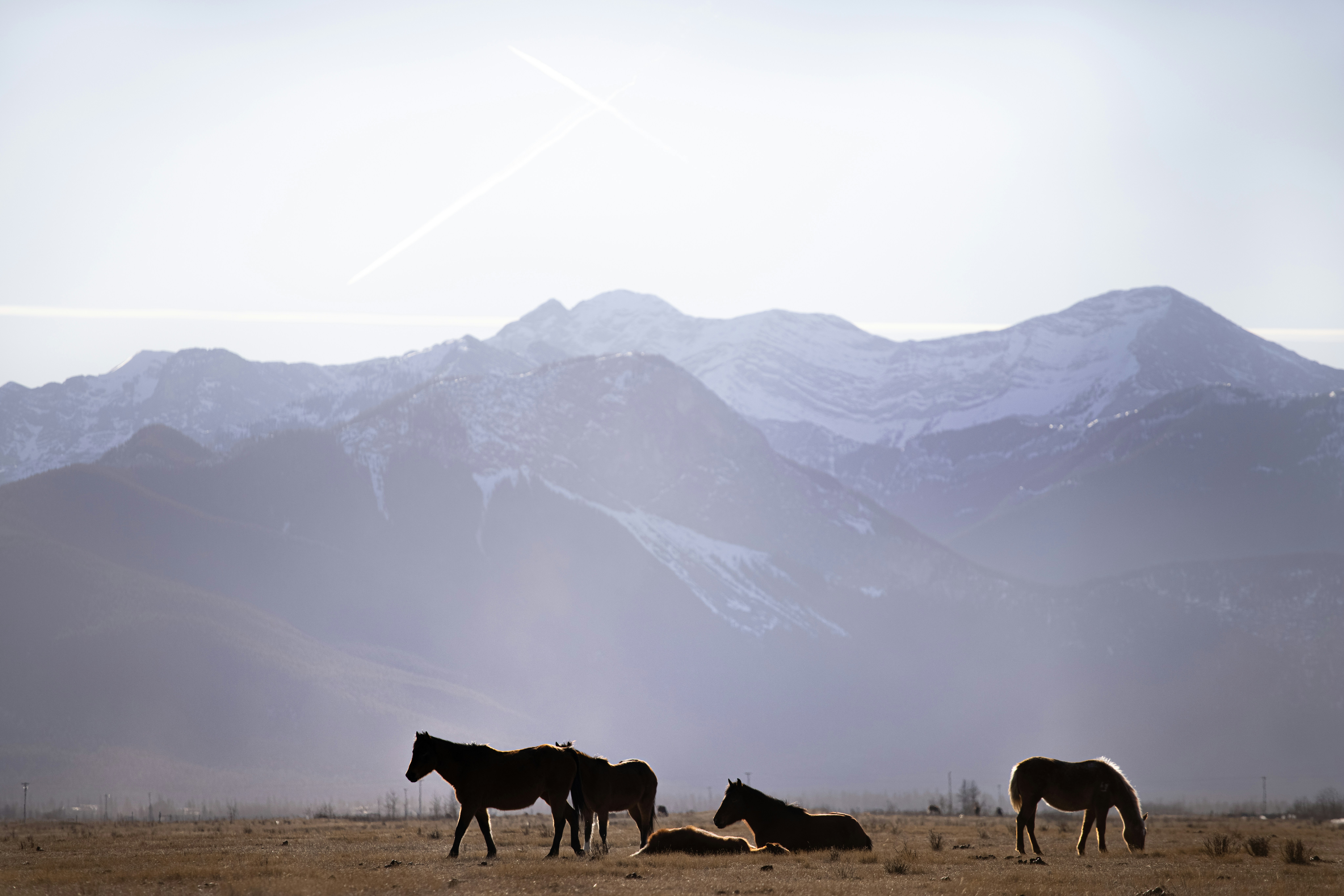 eine Gruppe von Pferden, die auf einem trockenen Grasfeld stehen
