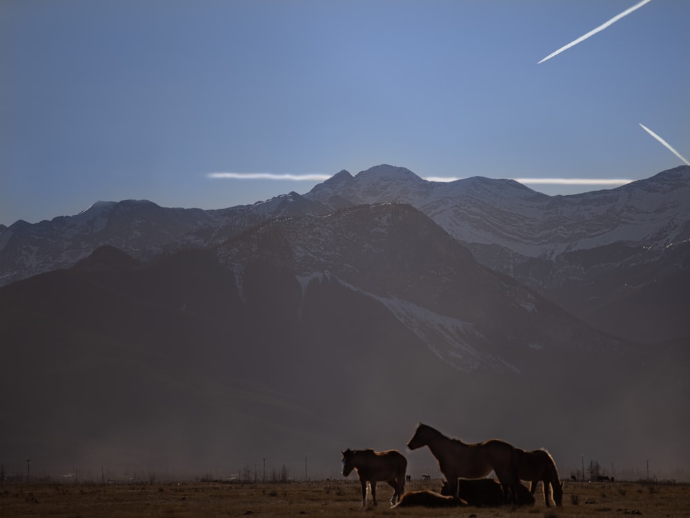 Dos caballos parados en un campo con montañas al fondo