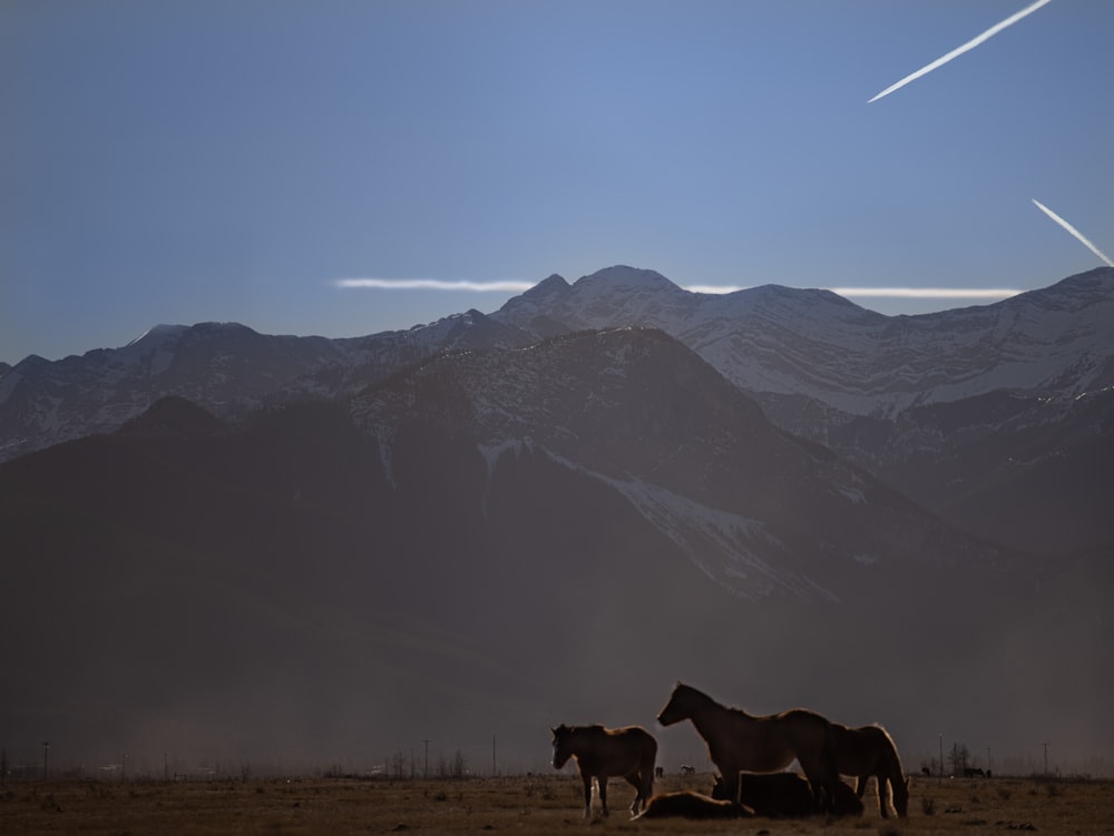 two horses standing in a field with mountains in the background