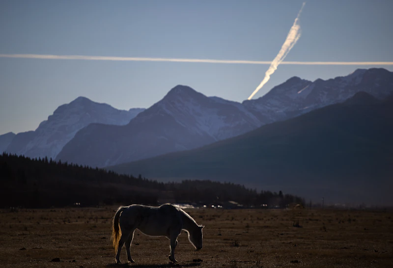 Horse in a pasture with mountains behind