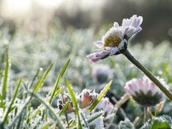 A close-up of a flower covered in frost, surrounded by frost-touched grass. The flower has delicate white and pink petals and a yellow center. The background is softly blurred, highlighting the crisp texture of the frost on the leaves and petals.