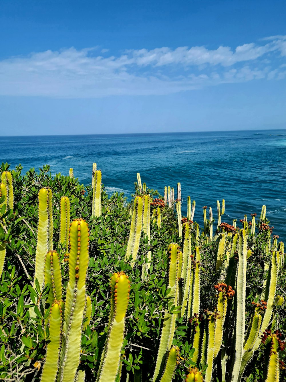 a bunch of cactus plants near the ocean