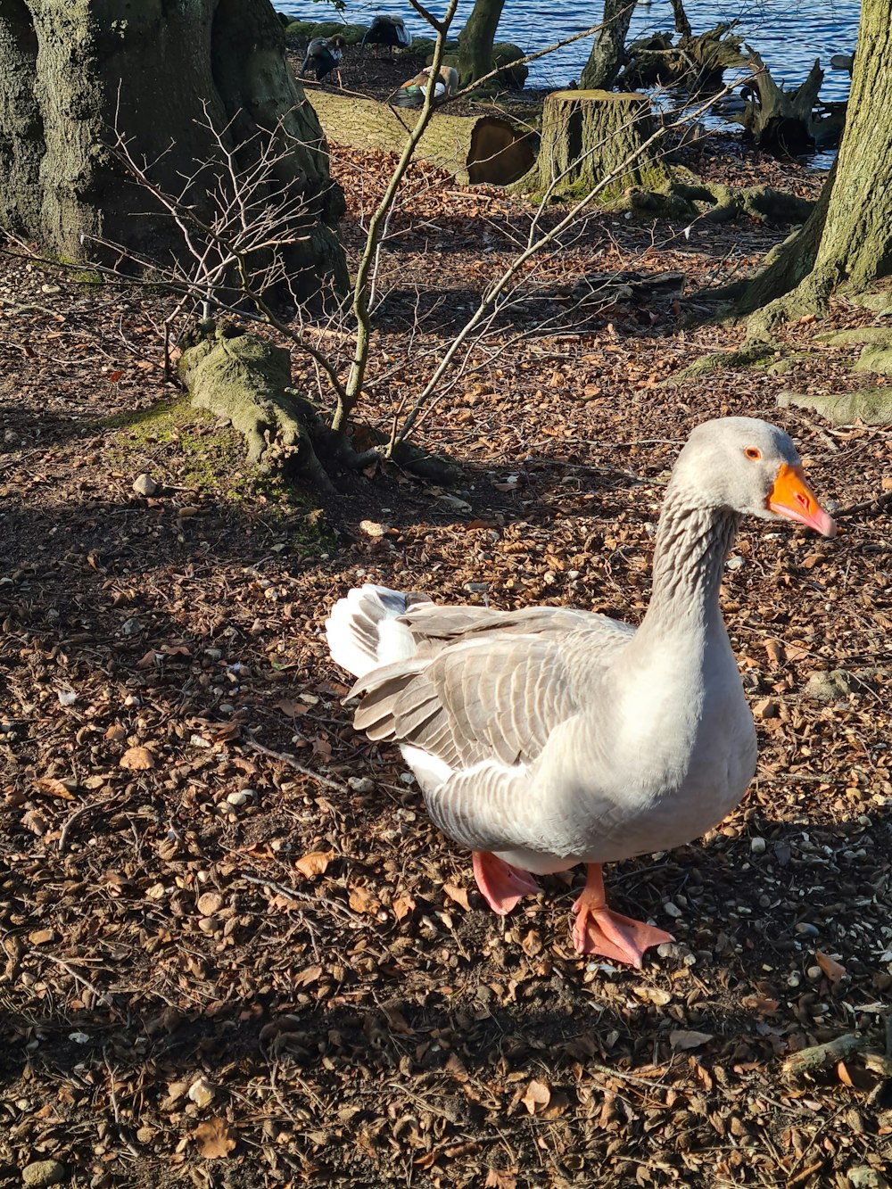 a white duck standing on top of a pile of leaves