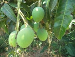 a bunch of green fruit hanging from a tree