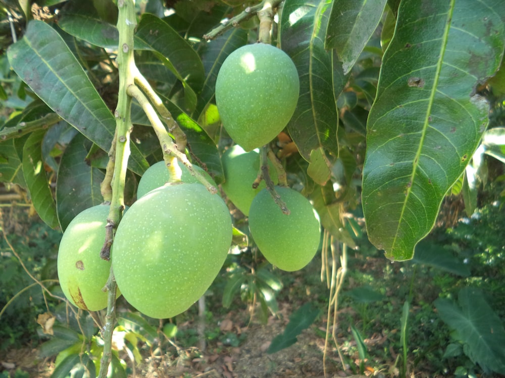 a bunch of green fruit hanging from a tree