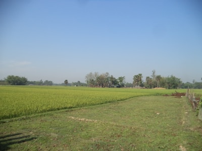 a large field of grass with trees in the background