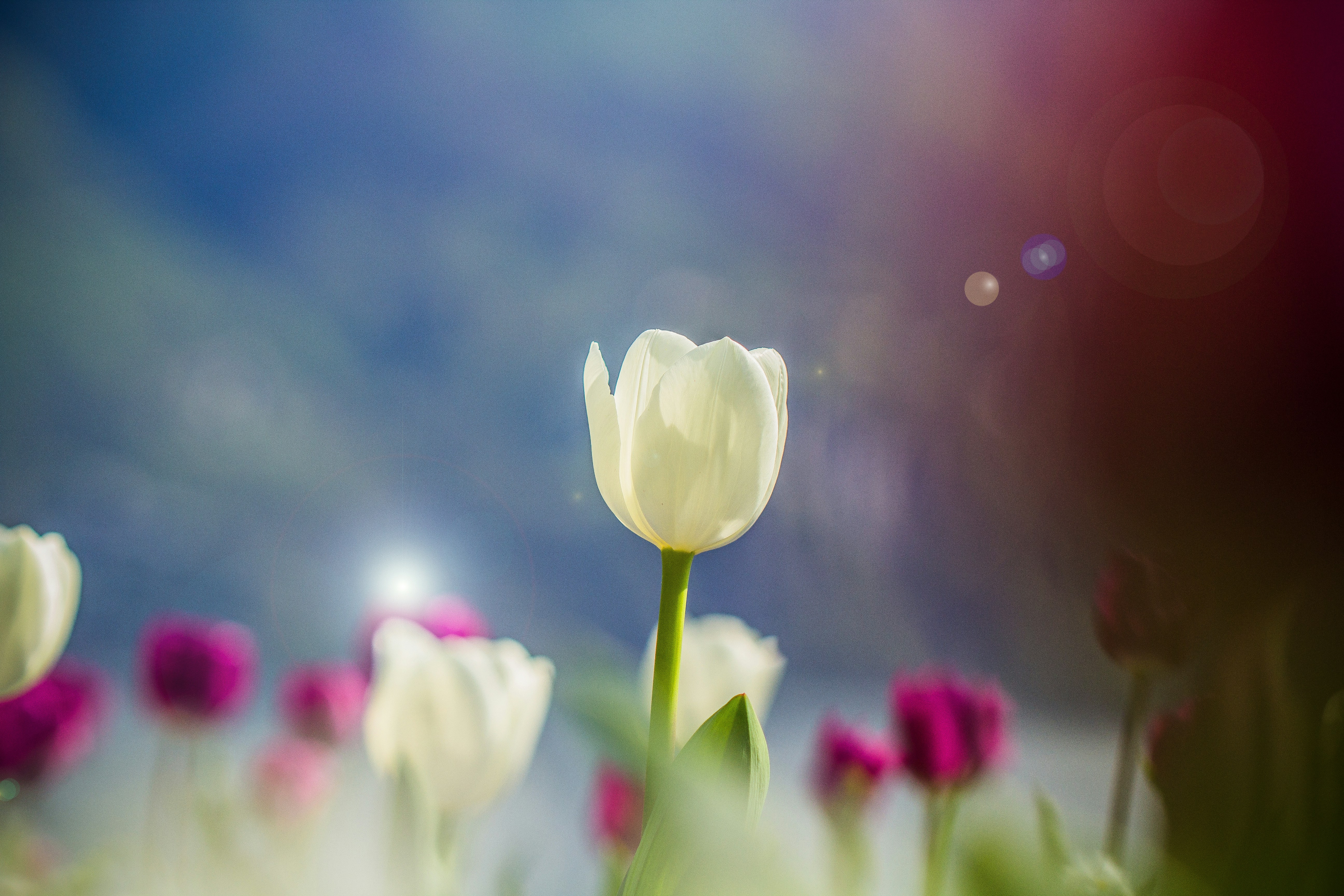 Photo by carlowaltiphotography