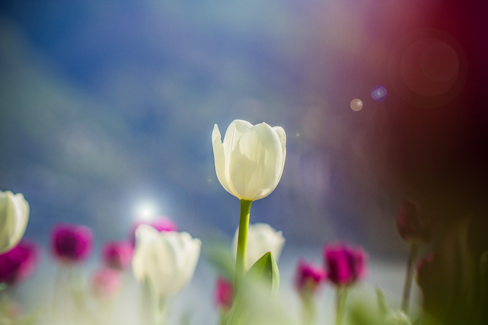 a field of white and pink flowers with a blue sky in the background