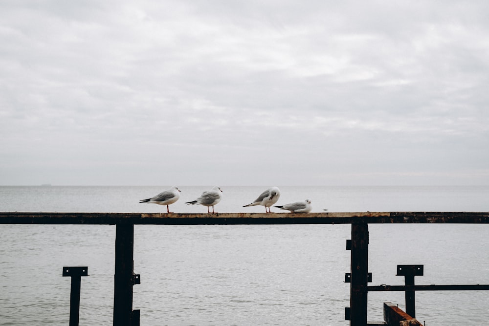 three seagulls are sitting on a pier by the water