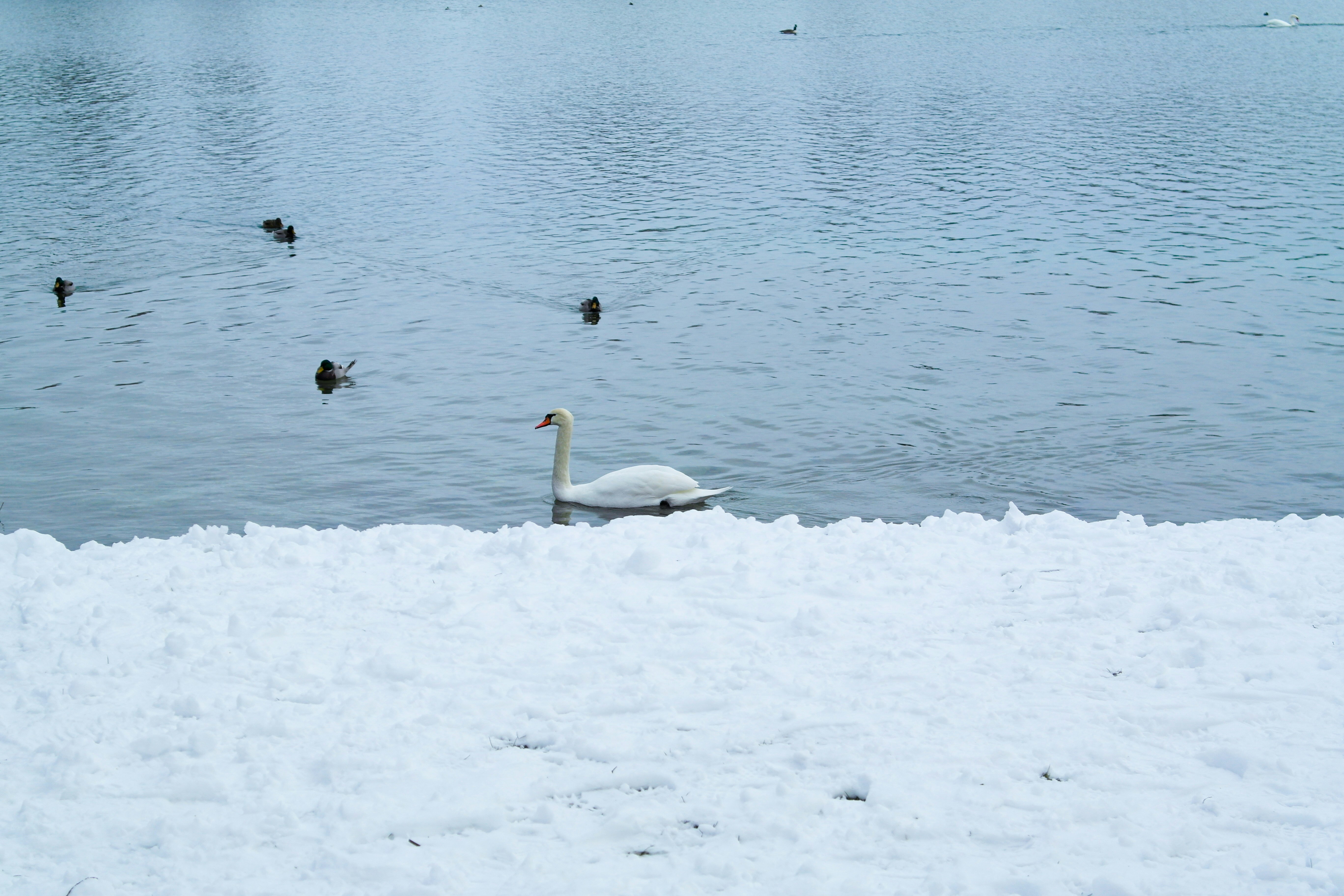a group of ducks swimming in a lake