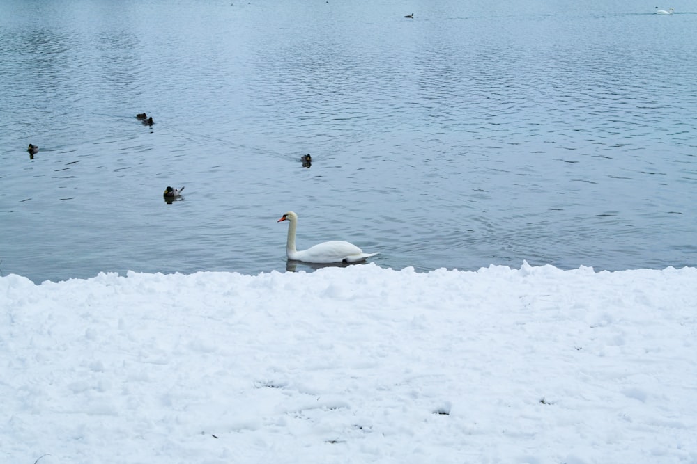 a group of ducks swimming in a lake