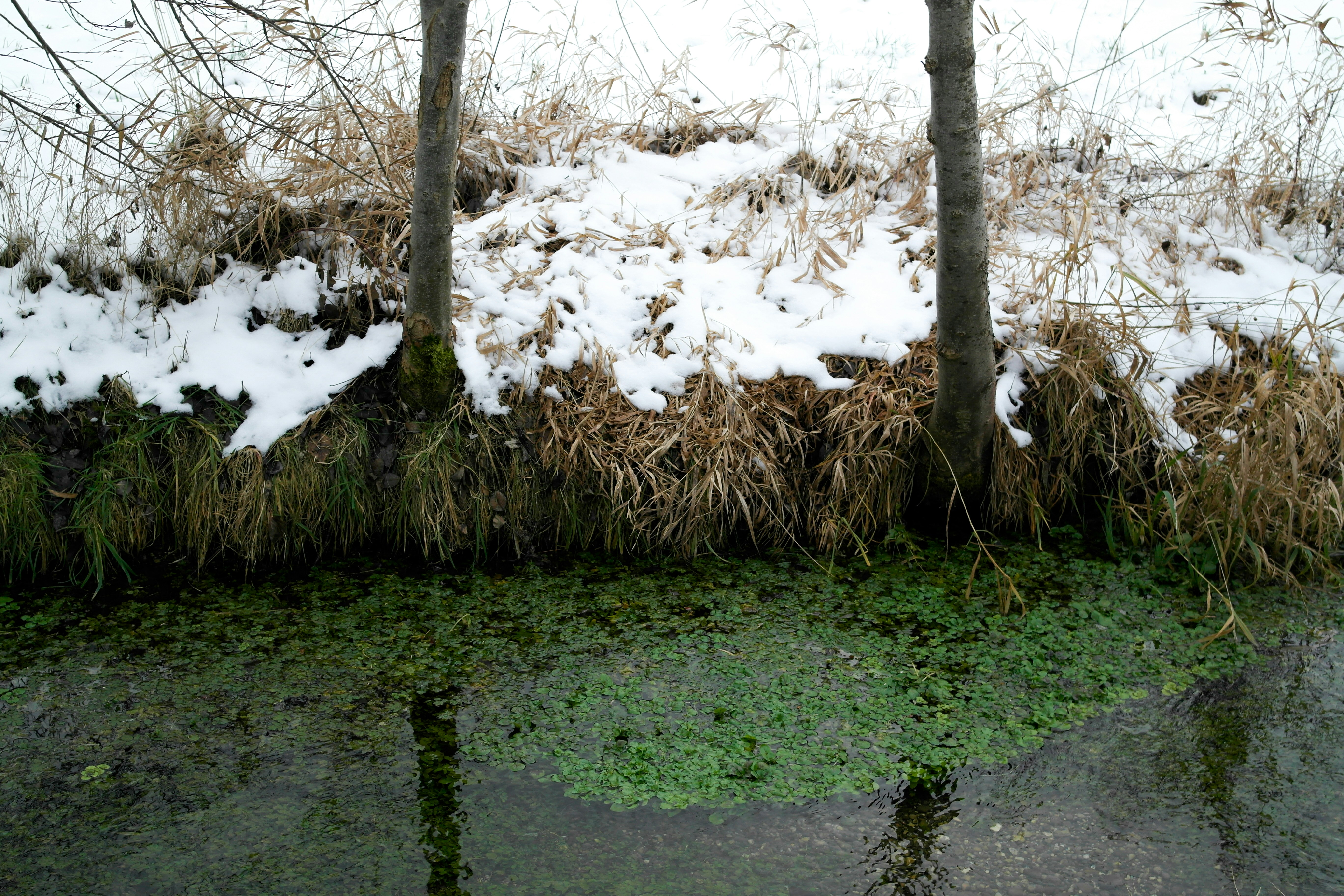 a small pond surrounded by snow and grass