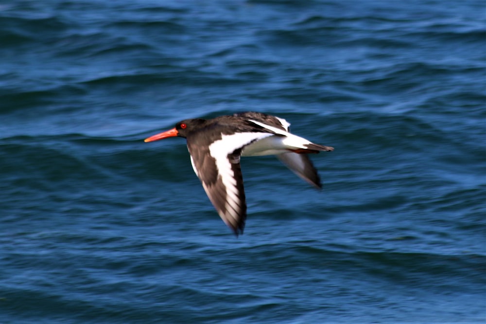 a black and white bird flying over the ocean