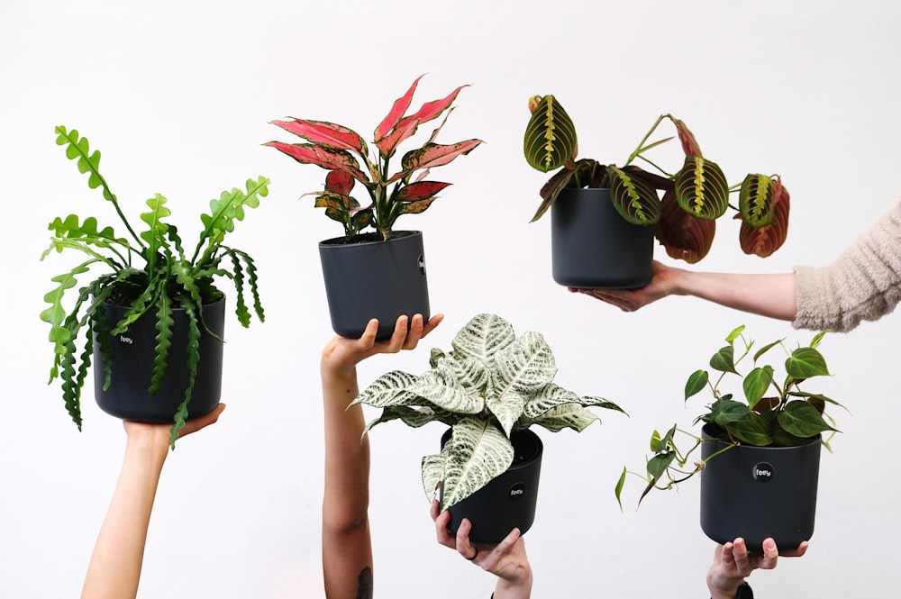 植物を手に持つ人々のグループ