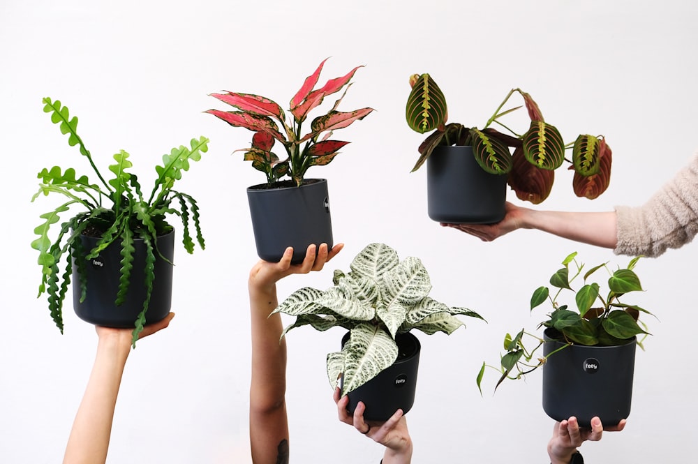 Un grupo de personas sosteniendo plantas en sus manos