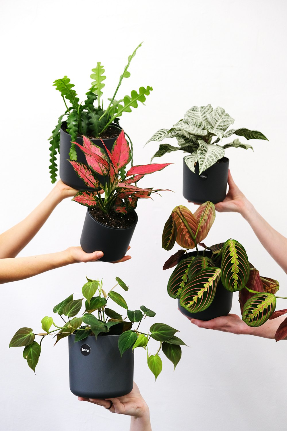 um grupo de pessoas segurando plantas em suas mãos