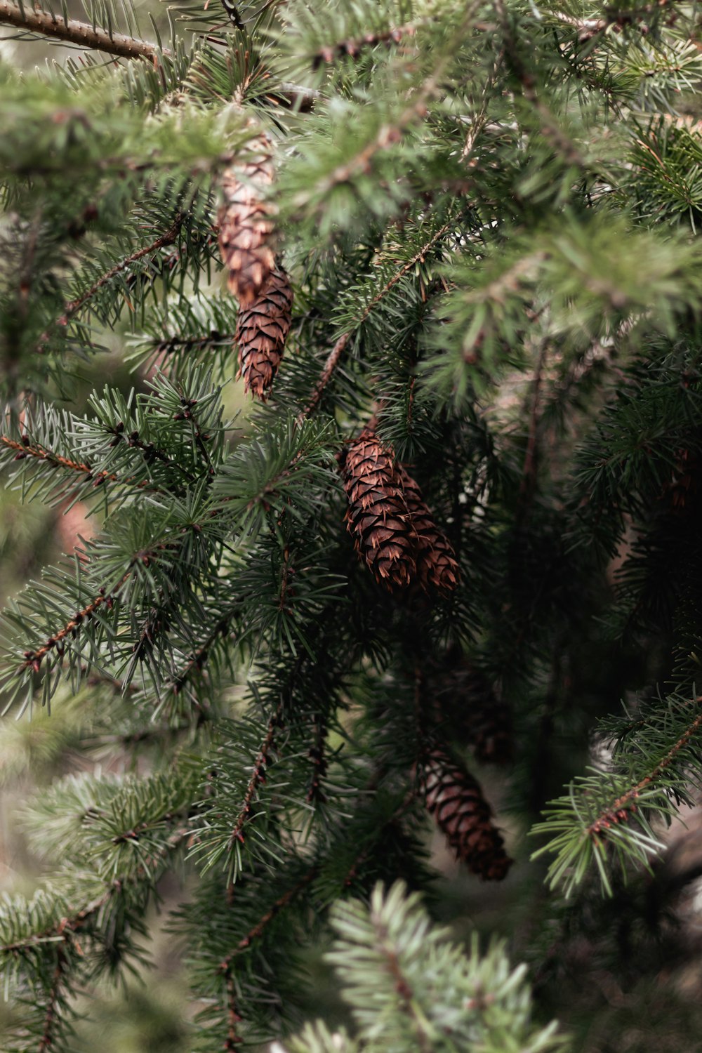 a close up of pine cones on a pine tree