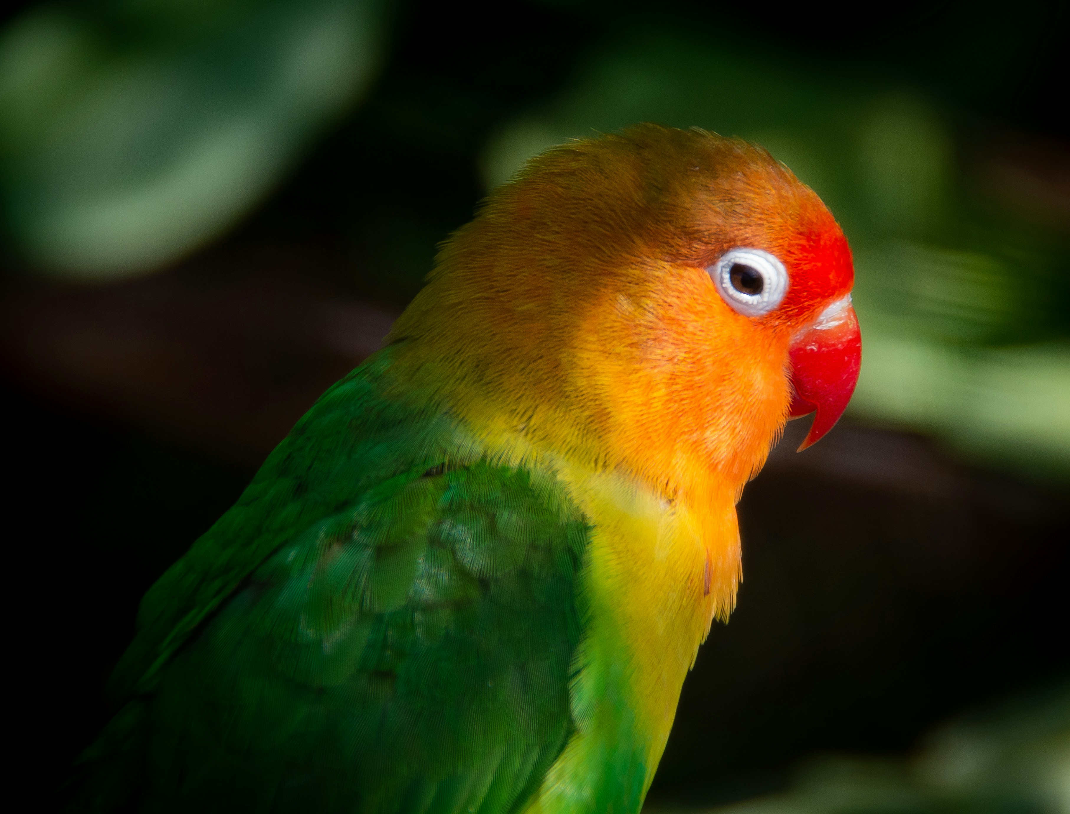 Gros plan d’un oiseau coloré avec un arrière-plan flou