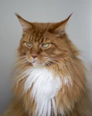 A regal Maine Coon male with a thick golden mane sitting proudly on a black velvet cushion.