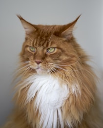 A large Maine Coon cat with long, fluffy fur in shades of brown and white. The cat has prominent ear tufts and bright greenish-yellow eyes, looking off to the side in a calm and composed manner.