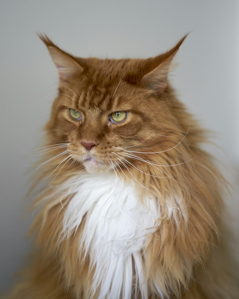 a fluffy cat with green eyes and long hair