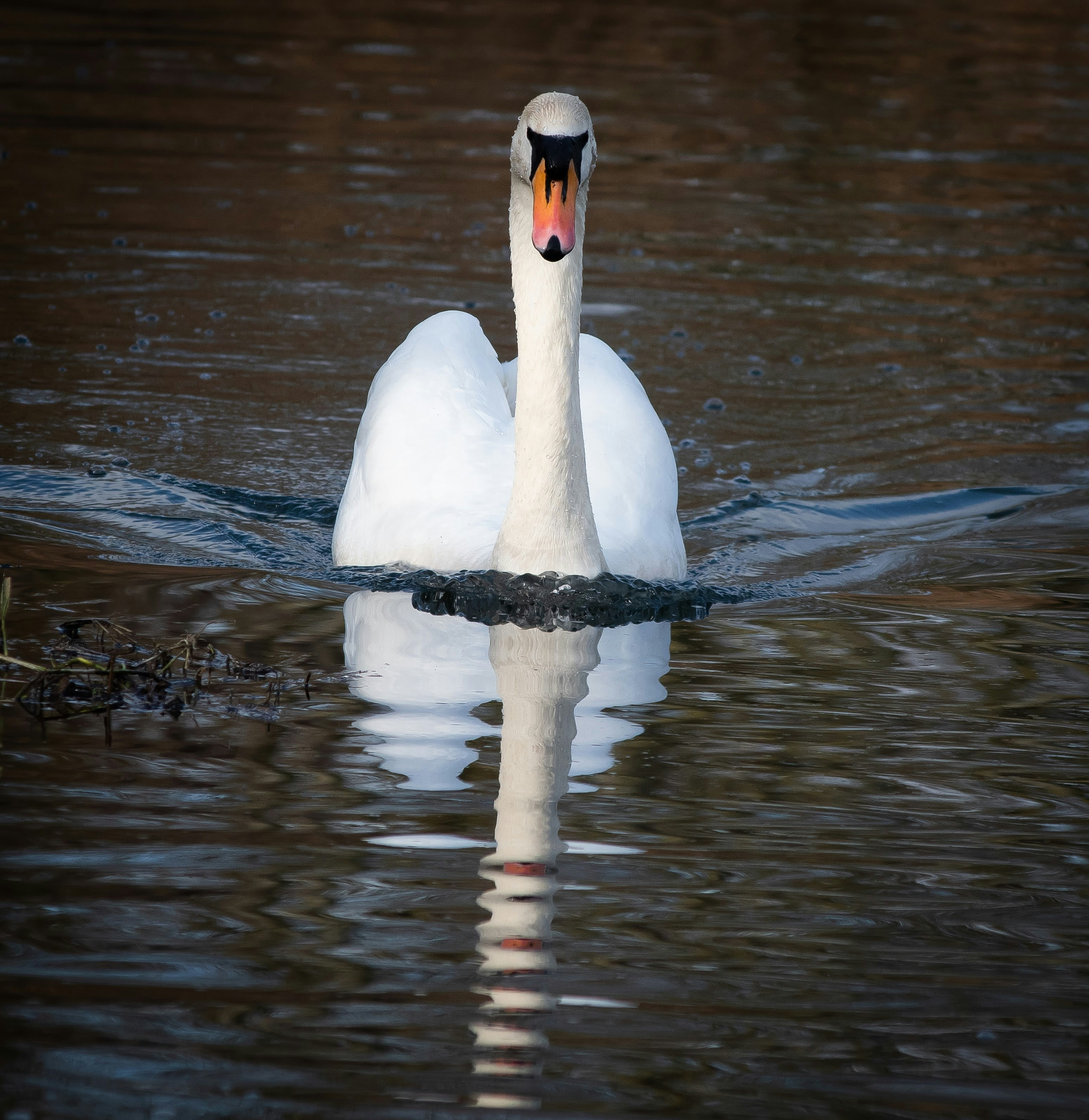 Un cisne blanco está nadando en el agua
