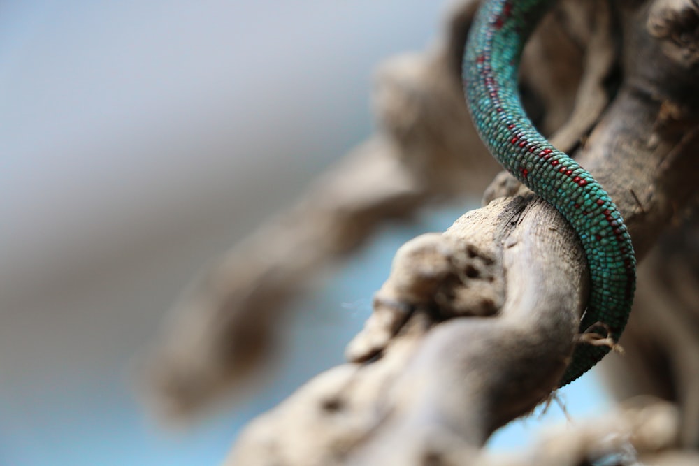 a close up of a tree branch with a green snake on it