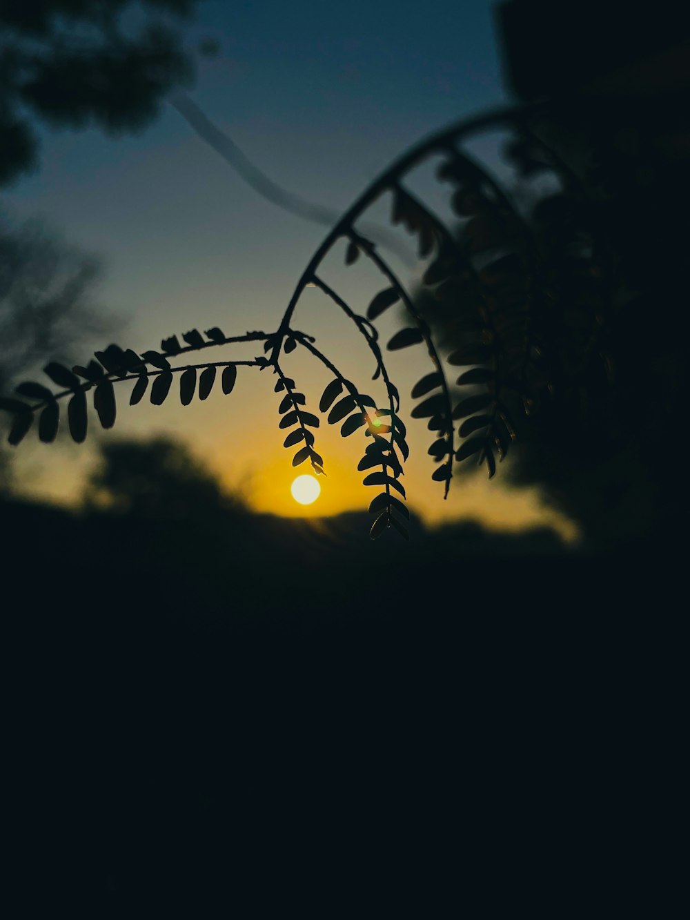 the sun is setting behind a tree branch