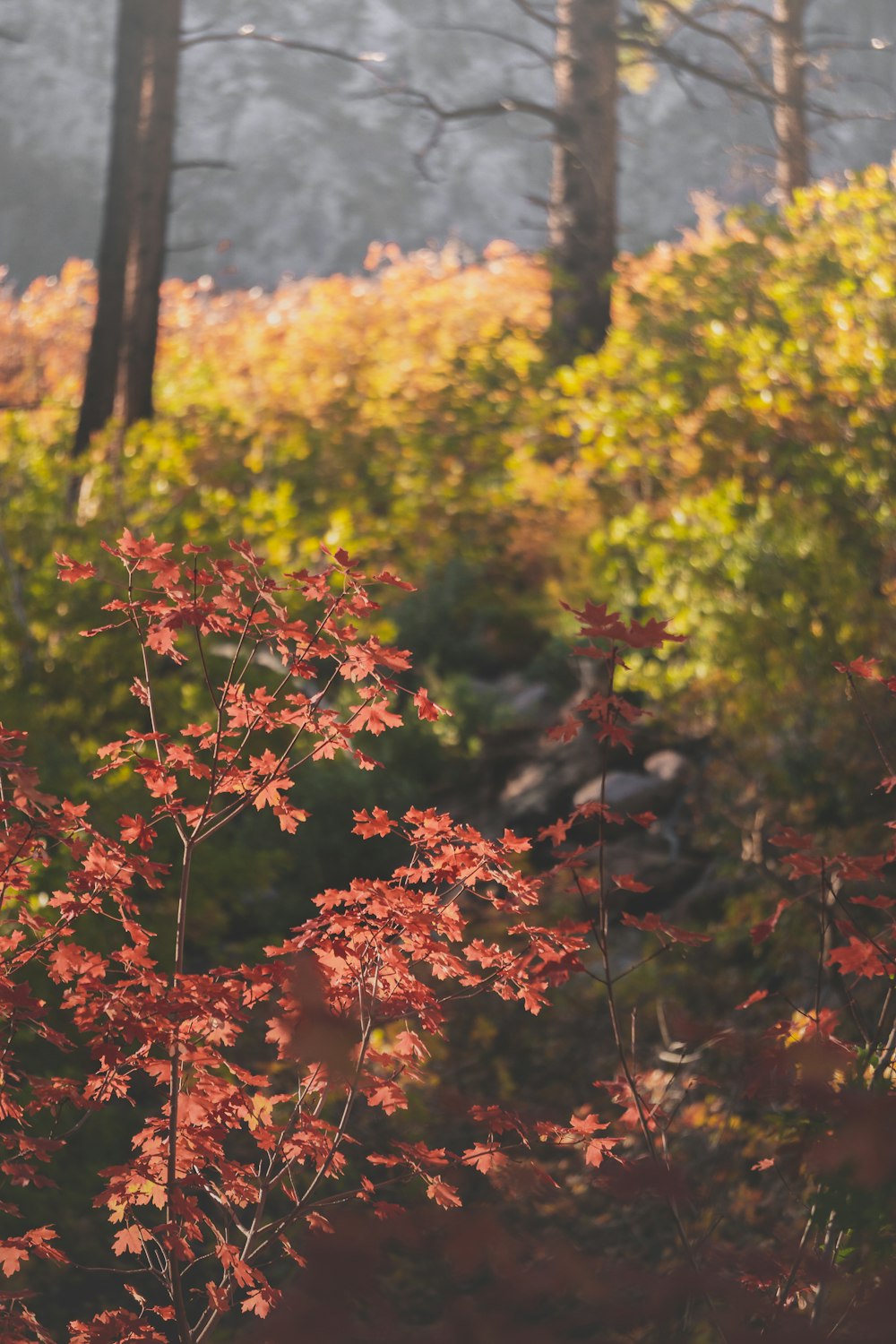 a bush with red leaves in a wooded area