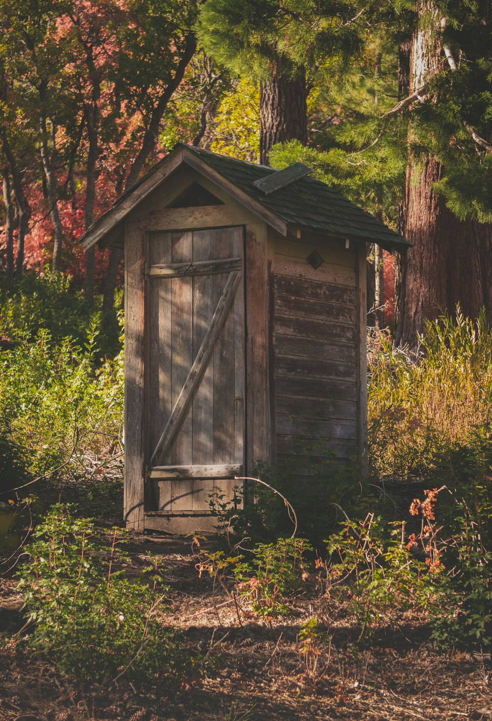 a small outhouse in the middle of a forest