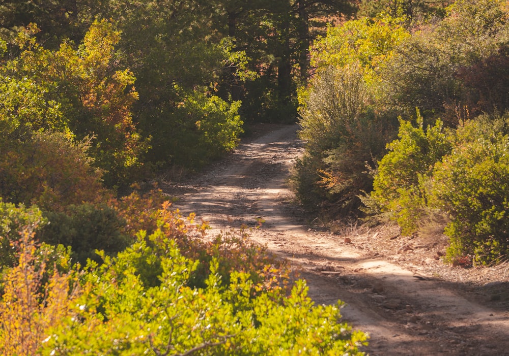 a bear walking down a dirt road in the woods