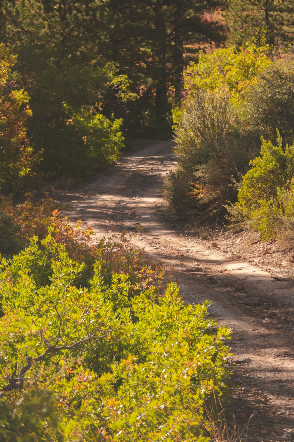 a bear walking down a dirt road in the woods