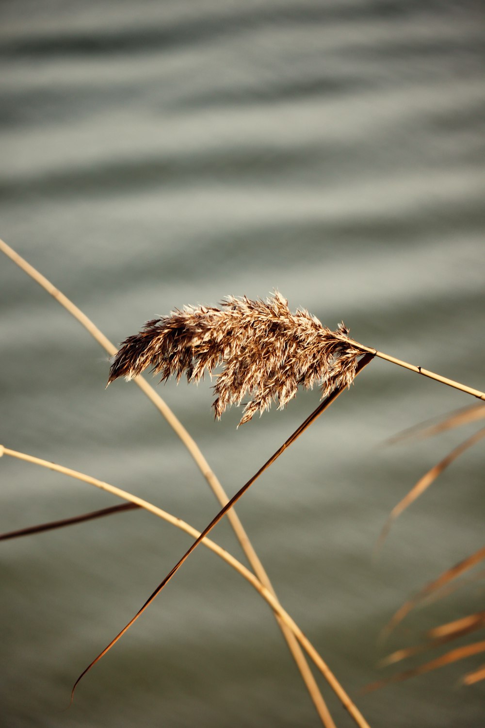 a close up of a plant with water in the background