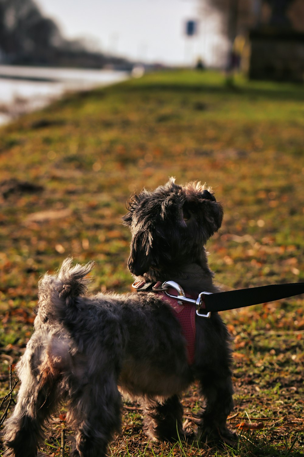 a small dog standing on top of a grass covered field