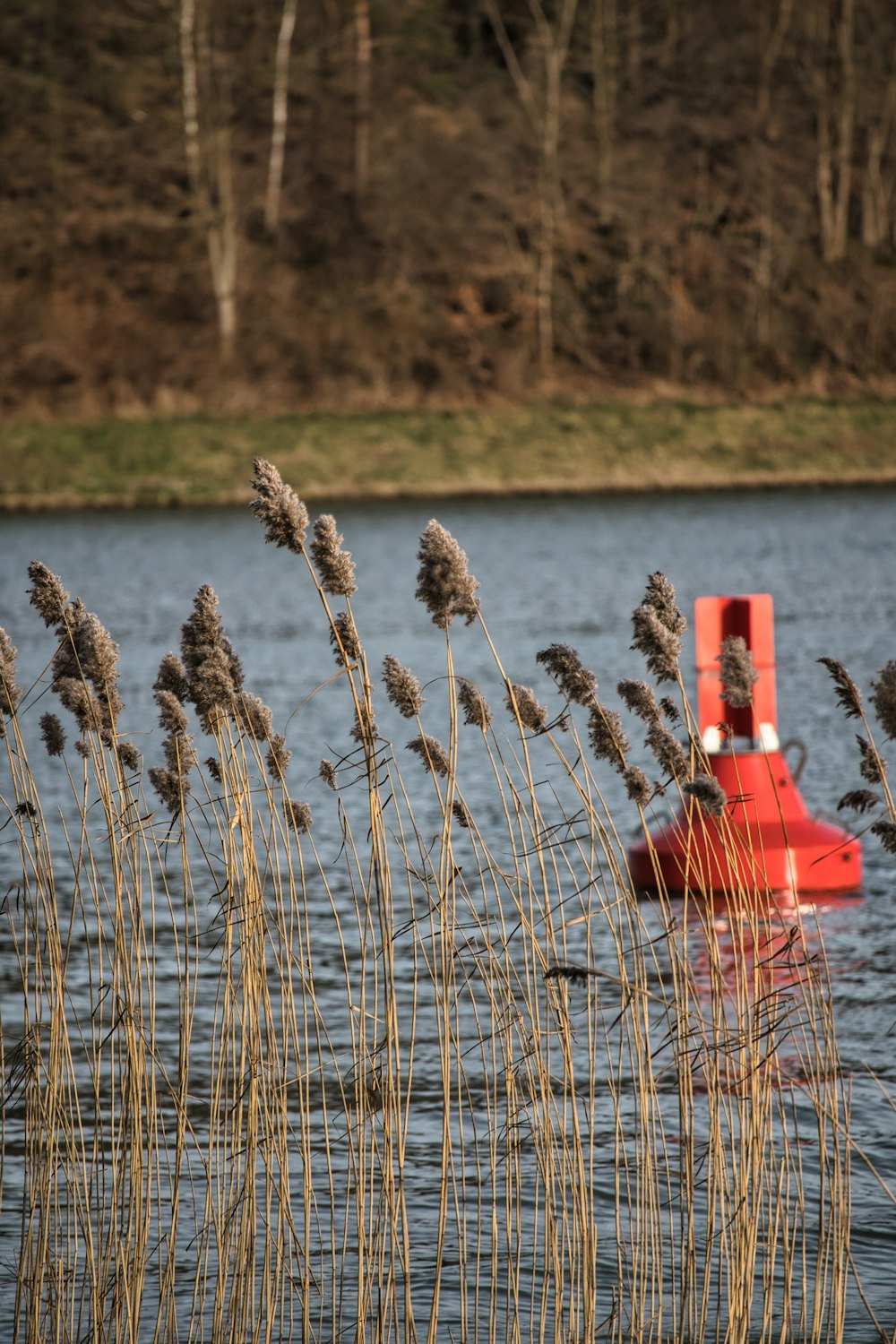 a red buoy floating on top of a lake surrounded by tall grass