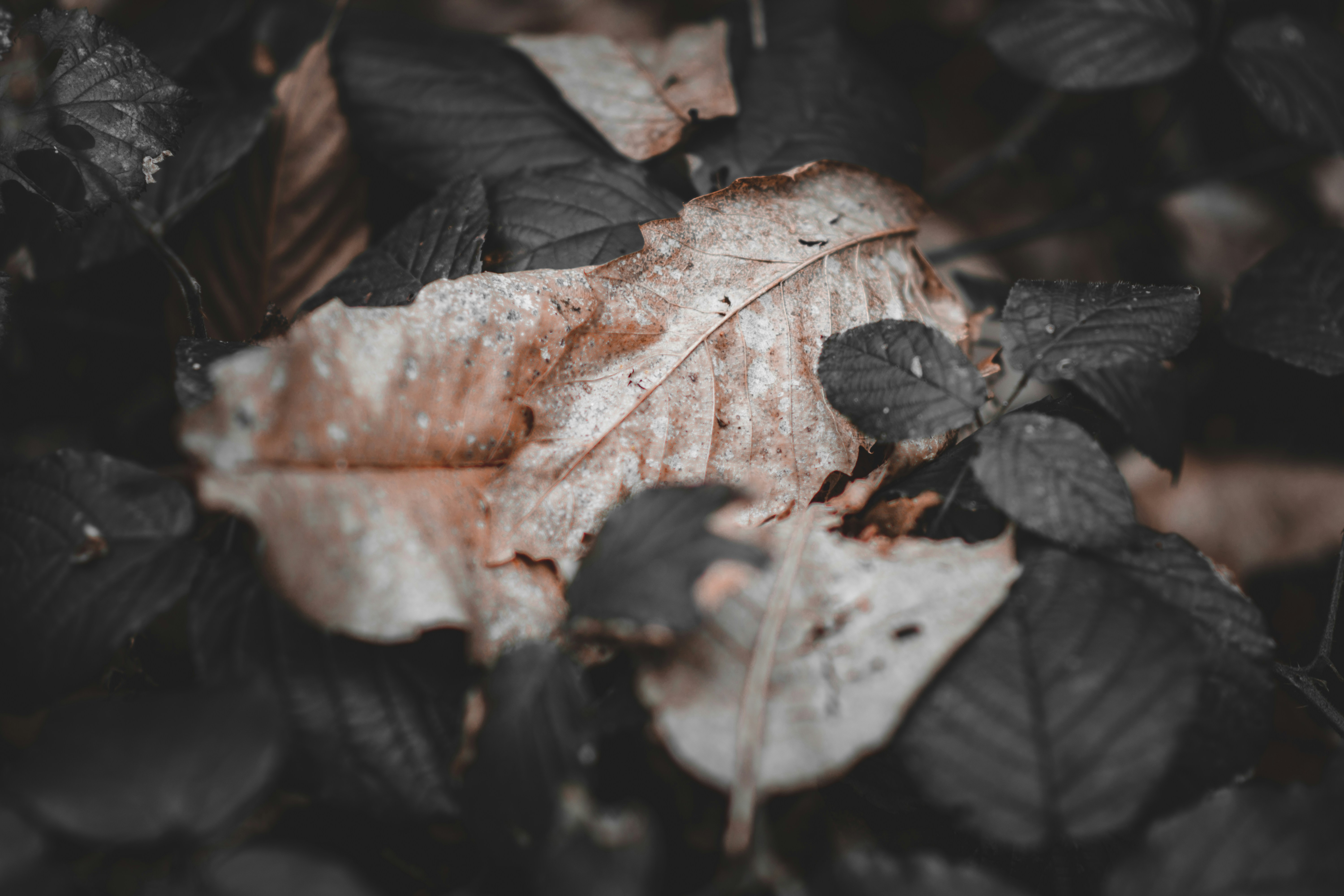 a leaf that is sitting on the ground