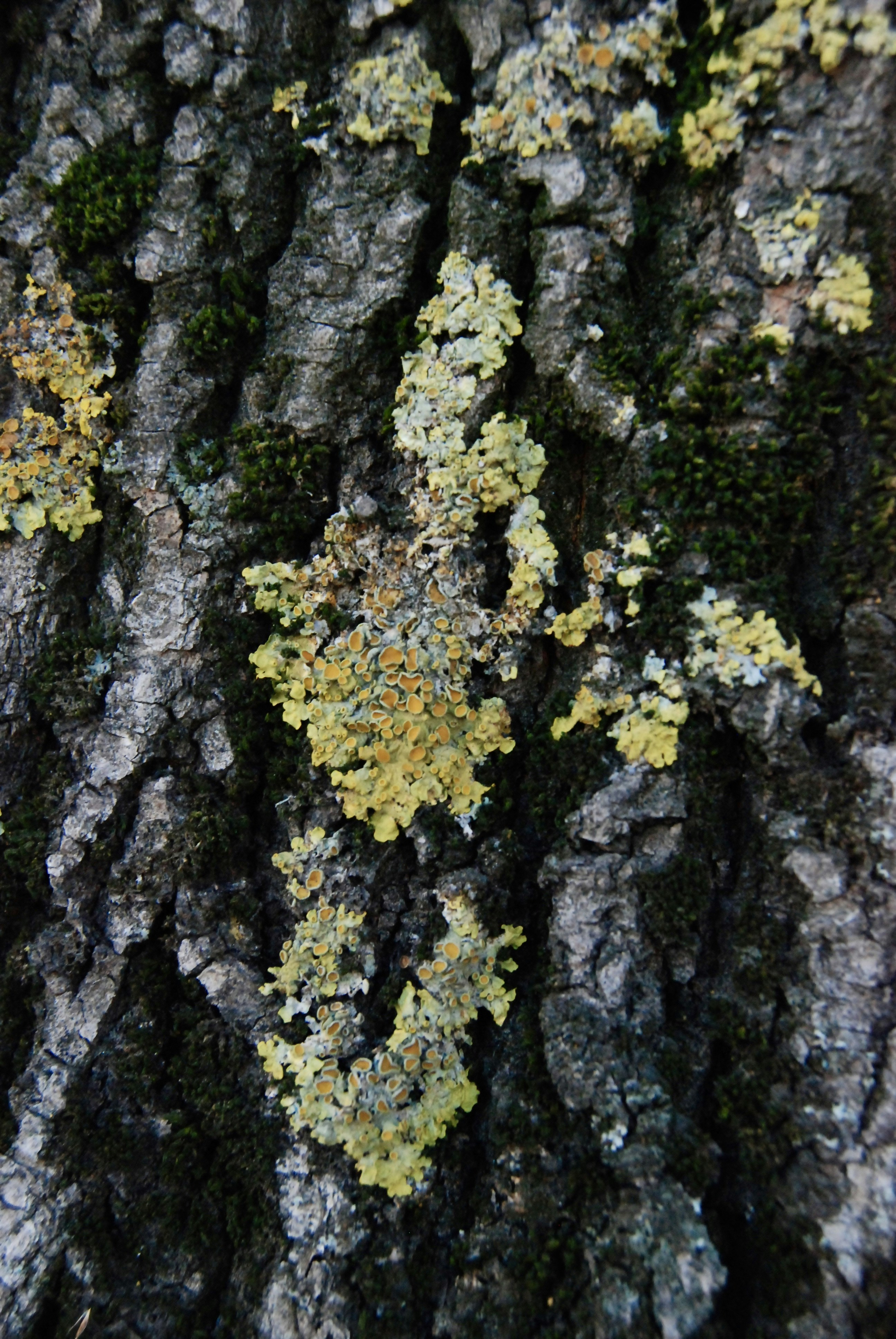 Photo by slightlybittersweet