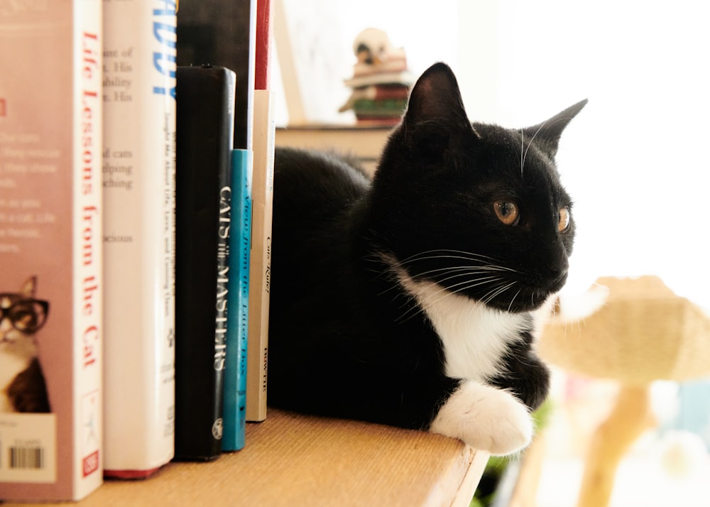 a black and white cat sitting on top of a book shelf