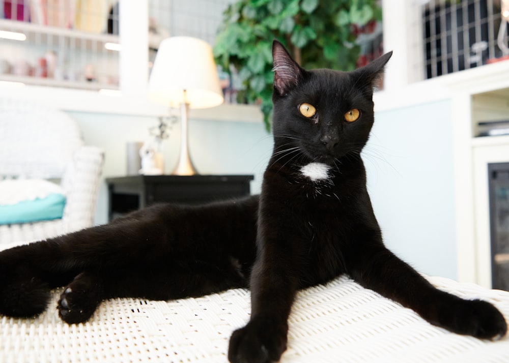 a black cat laying on top of a bed