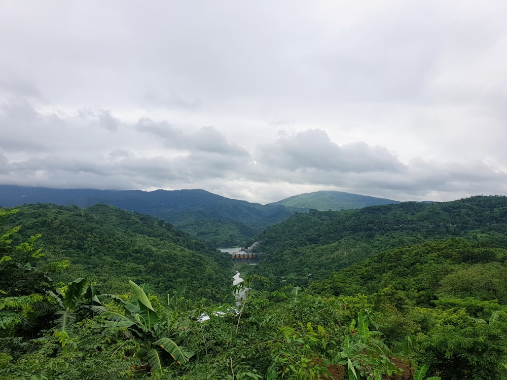 a river running through a lush green forest