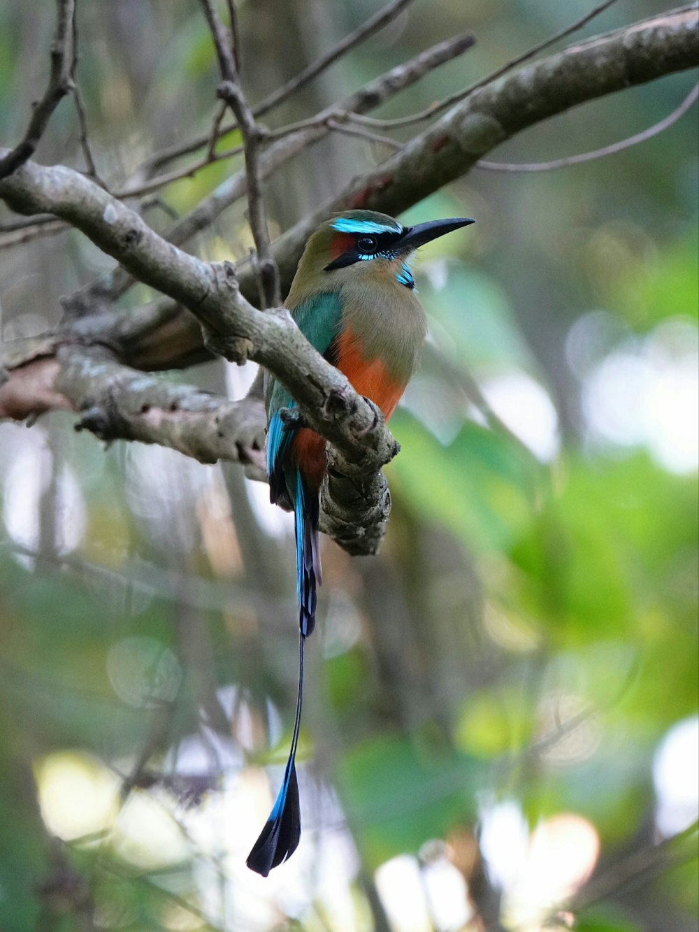 a colorful bird perched on a tree branch