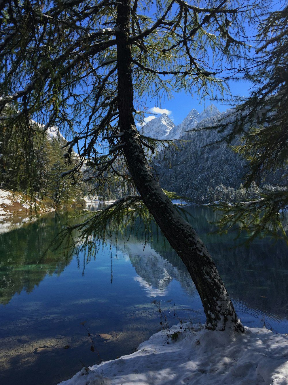 a tree leaning over a lake with a mountain in the background