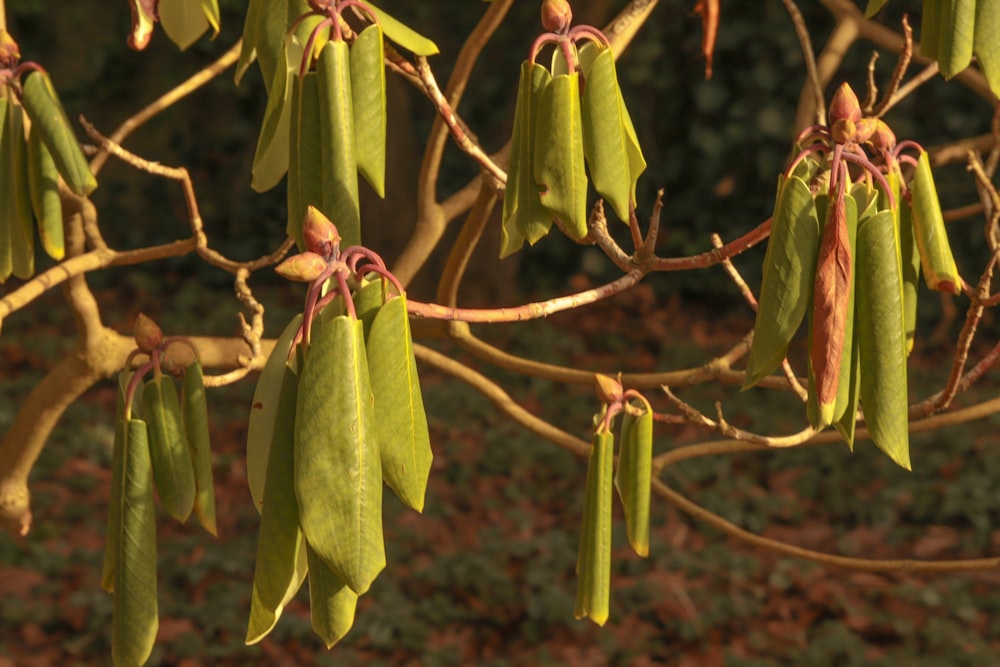 a close up of a tree with many pods hanging from it