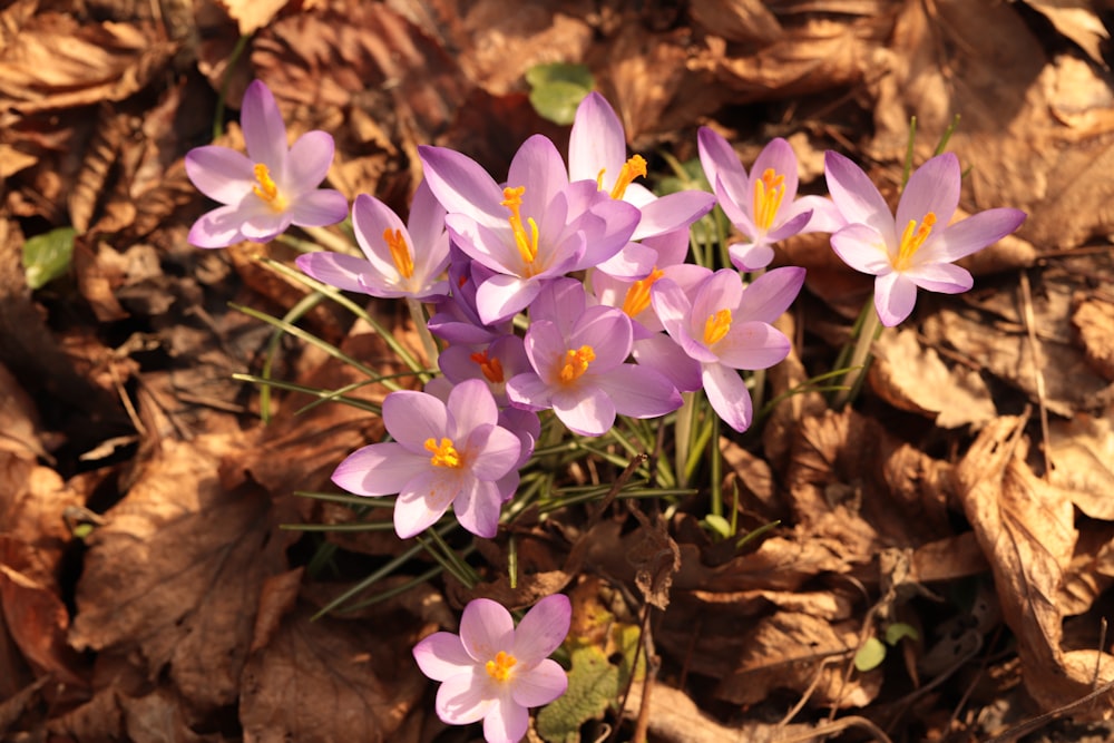 a group of purple flowers sitting on top of leaves