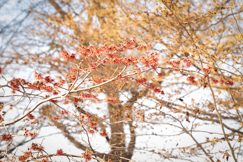 a tree with red flowers in the snow