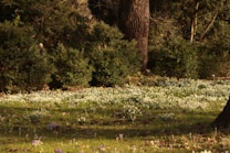 A serene nature scene featuring a forest area with dense green shrubbery and a large tree trunk. The foreground is covered with a field of small white flowers and some scattered purple blooms. Sunlight filters through the trees, creating a calm and peaceful atmosphere.